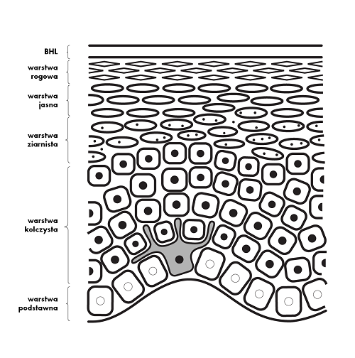 budowa naskórka