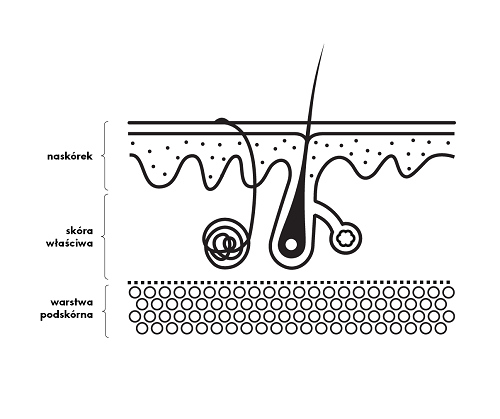 budowa skóry