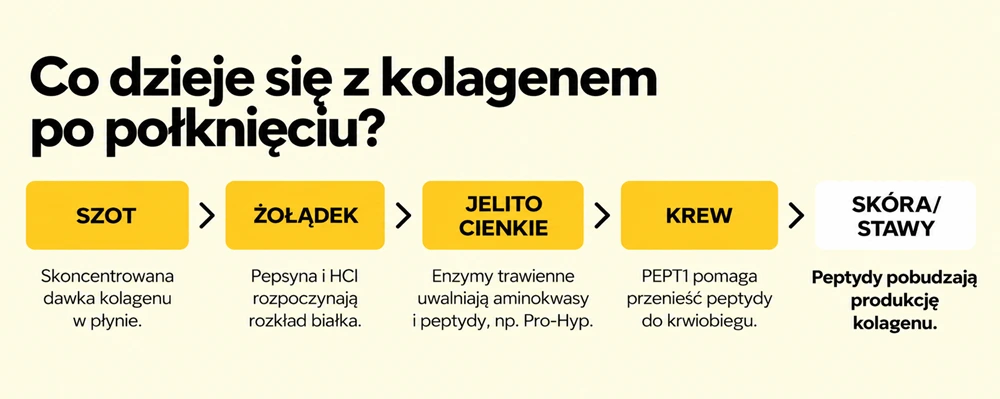 Droga shotu kolagenowego po połknięciu