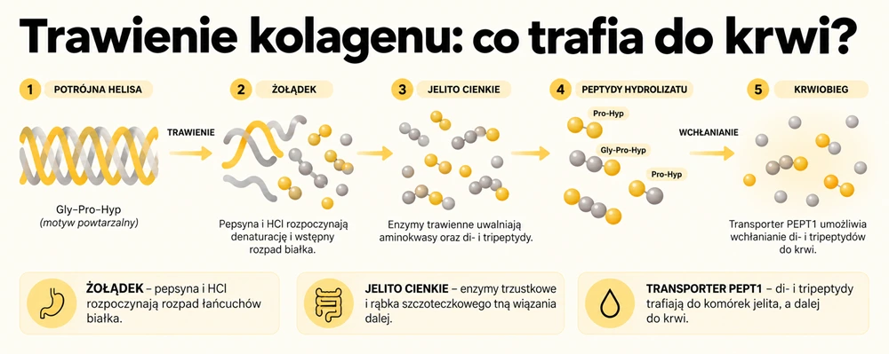 Trawienie kolagenu